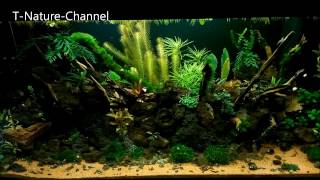 Lava Stein Aquarium  Aquascape Vergleich 1 Tag amp 2 Monate später lava rock stone aquarium [upl. by Nnael141]