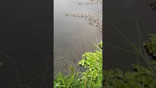 fishing fishingvideo carp [upl. by Ytsirt]