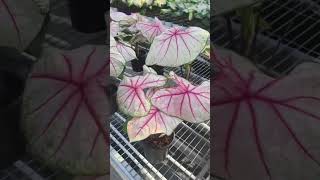 Cheap Plastic Nursery Pots for Caladium Plants caladium [upl. by Racso926]