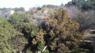 Cedar tree releasing pollen [upl. by Olsen]