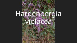 Hardenbergia violacea [upl. by Stew233]