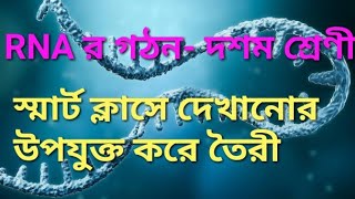 RNA structure in Bengali আরএনএর গঠন smart class video [upl. by Amlet]