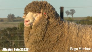 Bogo Merinos Alfoxton Pete 220271 [upl. by Eeruhs]