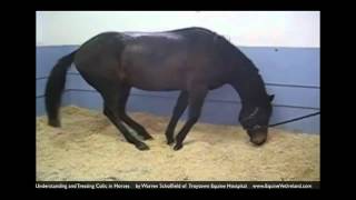 Colic in horses Horse Vet explains what owners should know [upl. by Rooney]