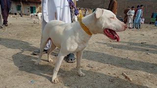 kohati gultair dog  white gultair dogs  gultair dog  kohati gultair dog  gultair dog biography [upl. by Odnumyer]