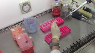 Cytotoxicity Assays Making serial dilutions of chemicals to be tested [upl. by Ecnahs]