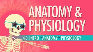 Introduction to Anatomy amp Physiology Crash Course Anatomy amp Physiology 1 [upl. by Yelha200]