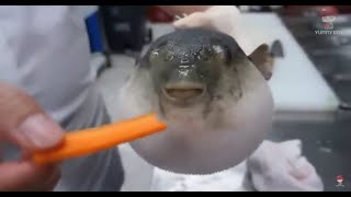 10 HOURS Pufferfish Eating Carrot [upl. by Benge]