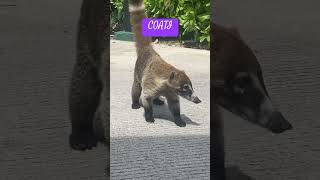 COATI they live in MexicoCancun and are endangered animals wildlife animals animales cancun [upl. by Eanram]