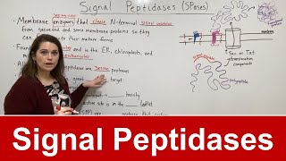 Signal Peptidases [upl. by Saucy]