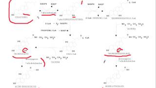 sintesis acidos biliares [upl. by Atirec]