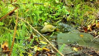 Very Nice Greenfinch [upl. by Aneehsor]