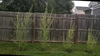 WHOA LOOK HOW FAST THESE HYBRID WILLOWS GREW August 7 2019 30 day update to the HYBRID WILLOWS [upl. by Wearing204]