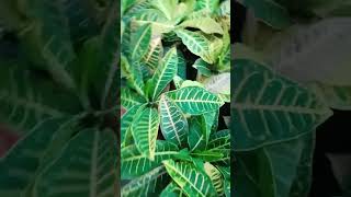 carotene plant❤️ musickaisi halat Hai merigardan shortvideo youtube [upl. by Mayhew856]