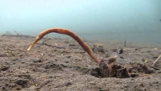 Bentstick Pipefish [upl. by Jovita]