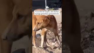 Gazzede bir köpek ölen kediyi toprağa gömerken görüntülendi [upl. by Rambow]