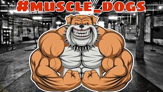 The 7 Most Muscular Dogs from Around the World [upl. by Arnoldo224]