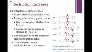 171PCR amp Restriction Endonucleases [upl. by Richia]