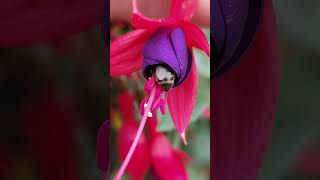 Honeybee Apis mellifera feeding on Fuchsia Mrs Popple 05092024 Northern Ireland [upl. by Mohkos]