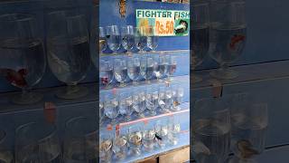 💢🤯50rs Betta Fish🐠Kolathur Fish Market Golden Galaxy Betta Shop🐬 shorts aquarium kolathur fish [upl. by Alocin]