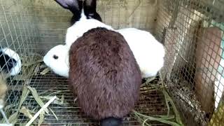 Rabbit matingrabbit breeding [upl. by Ahsirat]