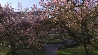 Magnolien im Park Schöntal [upl. by Fillender564]