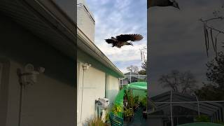 PEAHEN FLYING😳😳😳BIG BIRD WOW peacock birds nature shorts short viral shortvideo [upl. by Ecnahc324]