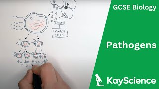 Pathogens Bacteria Viruses Fungi amp Protists  GCSE Biology  Kaysciencecom [upl. by Creighton215]