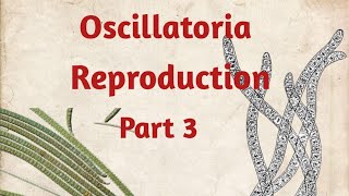 Oscillatoria Reproduction [upl. by Suidualc460]