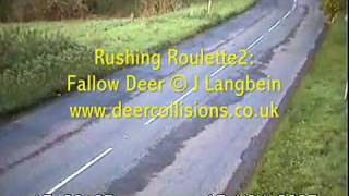 Fallow Deer Crossing Road and Traffic [upl. by Jeane47]