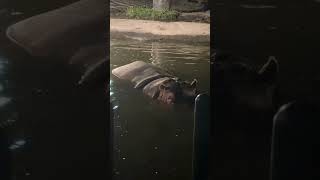 カバ 夜の旭山動物園  Hippopotamus in Asahiyama Zoo [upl. by Kelwunn]