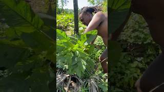 Harvesting Greens On My Farm In JamaicaASMR shortsfeed vegetables shorts [upl. by Valida236]