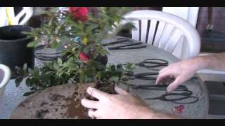 How To Create an Azalea Bonsai From a Nursery Plant [upl. by Azila197]