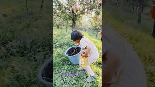 KULLU apple kashmir saga orchid khadijha enjoying applefarming apple seasonyoutubeshorts [upl. by Ymerrej]