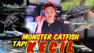 MONSTER KECIL TELAH TIBAAA ❗❗ Buddyfish diserbu CATFISH CATFISH LANGKA [upl. by Odlonra]