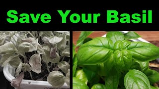 How To Rescue A Dying Basil Plant  Two Methods [upl. by Nylasor]