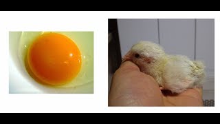 Observation of the Development of Chick Embryo [upl. by Warp]