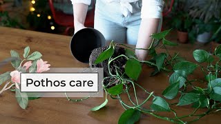 Pothos care guide  Devil’s ivy plant care [upl. by Tolecnal560]