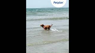 Beach Hazards For Dogs Sand Impaction [upl. by Allimac287]