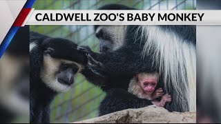 ‘Buzzing with excitement’ Caldwell Zoo announces birth of monkey [upl. by Sontag]