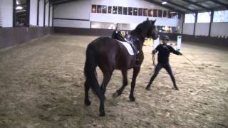 Herman Koorman in about 15 minutes a 4 year old stallion broken in during stable visit Team Nijhof [upl. by Audwen497]