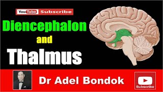 Diencephalon and Thalamus Dr Adel Bondok [upl. by Anasor297]