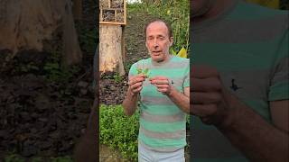 Chickweed stellaria media foraging permaculture herbs gardening nativeplants adventure [upl. by Phippen]