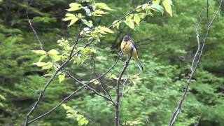 【塩原温泉・柏屋旅館】湯に浸かりながら聴く鳥の声 [upl. by Nelli887]