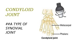 Condyloid joint type of synovial joint  BIOLOGY ARTICLES AND MCQS [upl. by Assyl216]