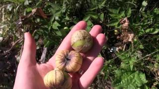 How to Tell When Tomatillos Are Ripe [upl. by Imoan]