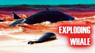 Exploding Whale  Graphic Footage from Australia [upl. by Riehl126]