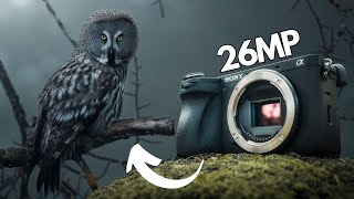 Sony A6700 Review｜Good for WILDLIFE Photography [upl. by Bugbee384]