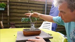 Ficus bonsai Ginseng I  4 [upl. by Lhok]