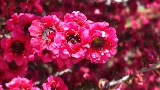 Leptospermum Scoparium Red Ensign New Zealand Tea Tree [upl. by Eitsym]